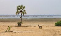 Gazelle in het mooie Malawi van Natuurpracht   Kees Doornenbal thumbnail