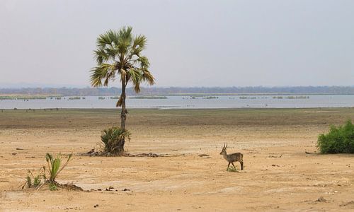 Gazelle in het mooie Malawi