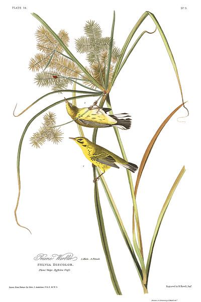 Prairie Warbler by Birds of America