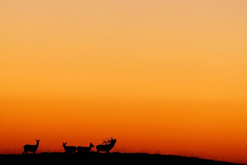 Hirschbrunst im Nationalpark Hohe Veluwe von Wim Wilmers