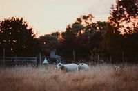 Evening sheep.