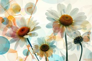 Gänseblümchen - Blumen