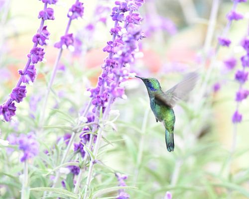 Oiseaux du Costa Rica : Le petit colibri à oreilles violettes