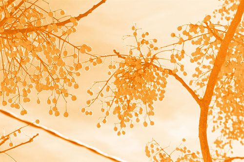 Gelbe Früchte von Edith van Aken