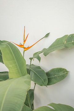 Tropische Pflanze | Costa Rica von Femke Ketelaar