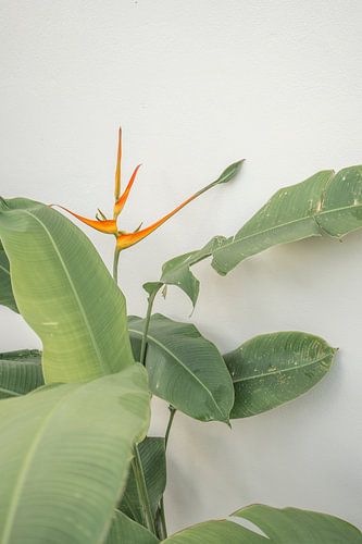 Tropical plant Costa Rica