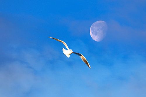 Oiseau de lune