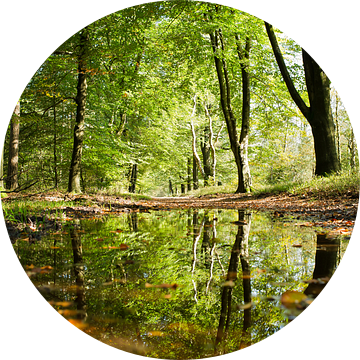 Bos Reflecties van FotoCreatives