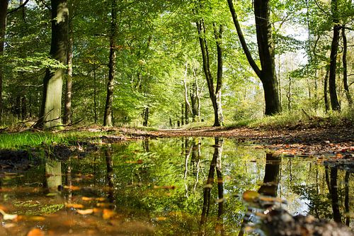Réflexions sur la forêt
