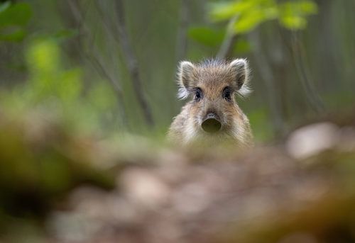 Eye contact with piglet