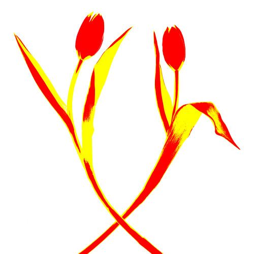 Dance of two tulips