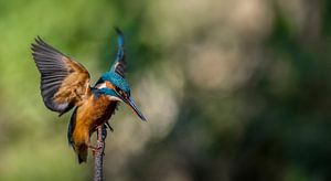 Kingfisher by Maarten van der Voorde