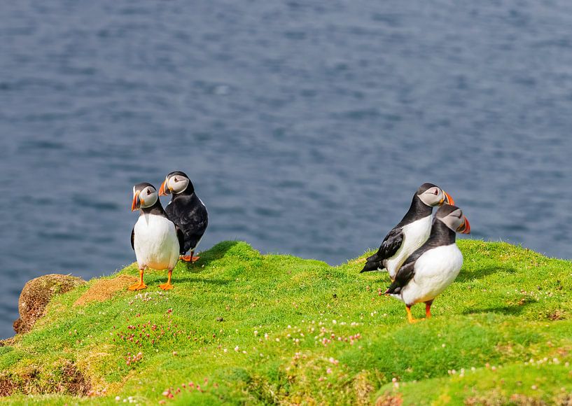 Papageitaucher von Merijn Loch