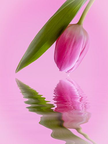 tulip as a mirror of water