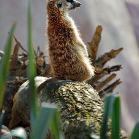 Meerkat by Photo Art SD