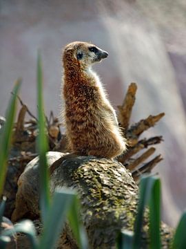 Meerkat by Photo Art SD