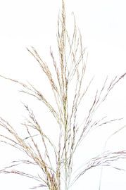 Schilfrohr von Minie Drost