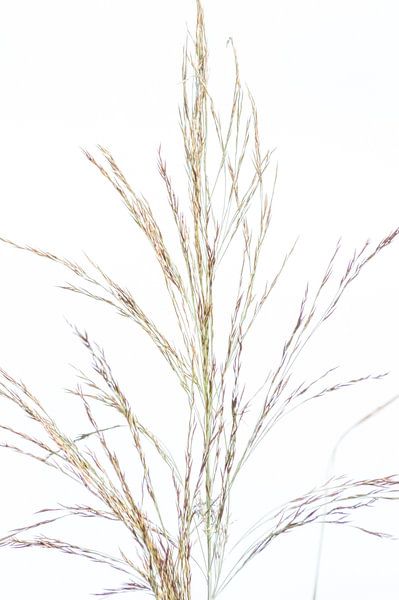 Riet van Minie Drost