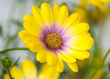 Macro d'une fleur de capitule jaune sur ManfredFotos
