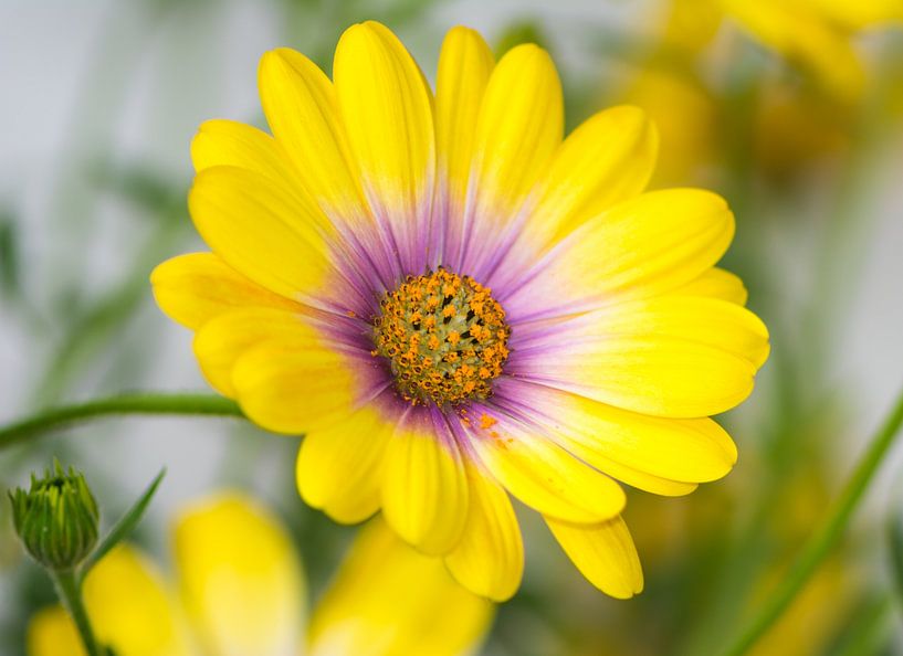 Macro of a yellow Osteospermum flower by ManfredFotos