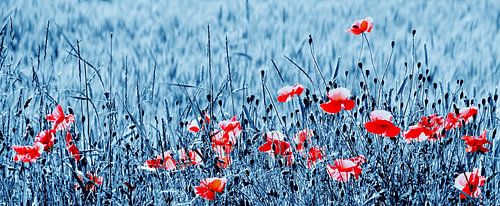 Corn poppy impression