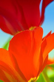 Rote Tulpen von Anouschka Hendriks