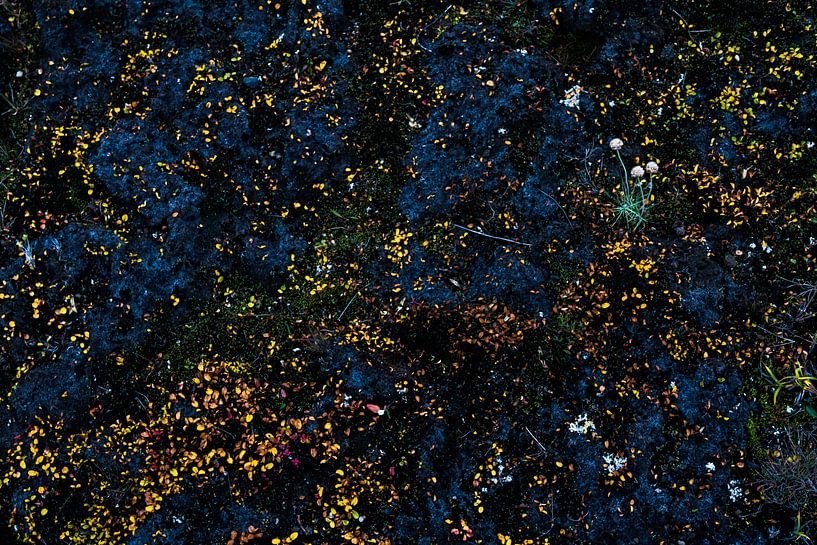 Plants in space by Danny Slijfer Natuurfotografie