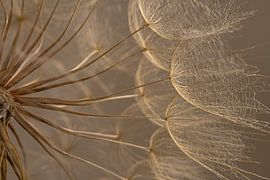 Light falls on the fluff of a Morning Star (Tragopogon) by Marjolijn van den Berg