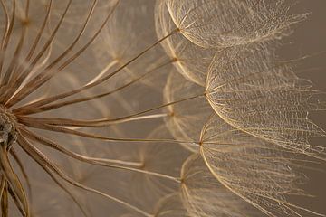 Licht valt op de pluisjes van een Morgenster (Tragopogon) van Marjolijn van den Berg