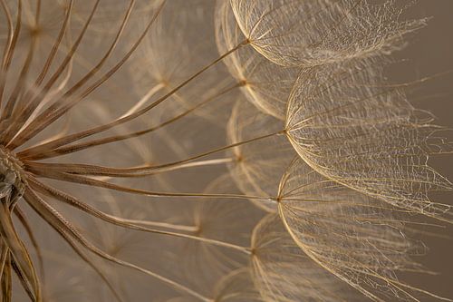 Licht valt op de pluisjes van een Morgenster (Tragopogon)