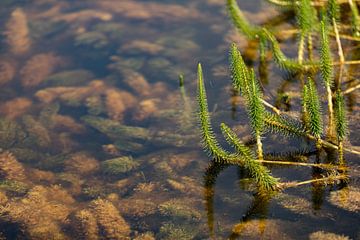 Close-up planten in het water