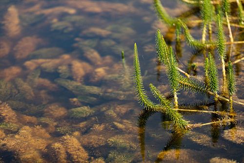 Close-up planten in het water