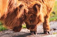 Schottische Hochlandrinderkälber im Naturschutzgebiet Veluwe von Sjoerd van der Wal Fotografie Miniaturansicht