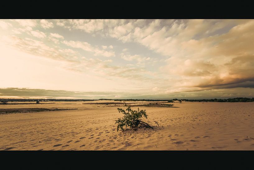 Wage and Drunken Dunes by Dirk Smit