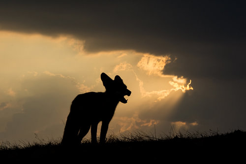 Silhouet vos