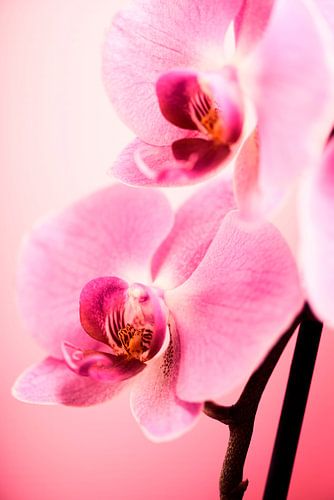Close-up van een roze Phalaenopsis-orchidee