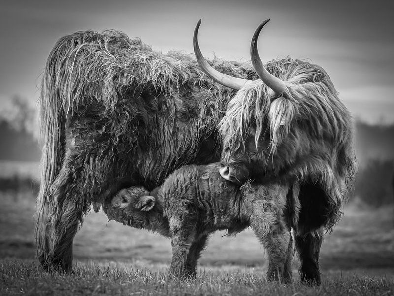 Schotse hooglanders - moeder met kalf in zwart wit van Dirk van Egmond