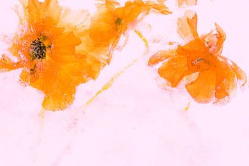 Ranonkel in ijs 3 - gekleurd roze van Marc Heiligenstein