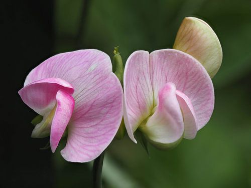 Stijlvol van nature! Wilde lathyrus tussen het groen.