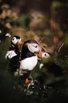 Puffins in the grass by Milou - Fotografie