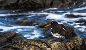 Austernfischer ( Haematopus Ostralegus ) auf Felsen am Meer von Leny Silina Helmig