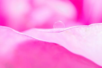 roze bloem met druppeltje water van Klaartje Majoor