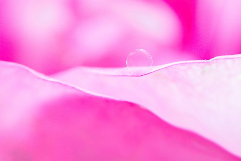 fleur rose avec une goutte d'eau par Klaartje Majoor