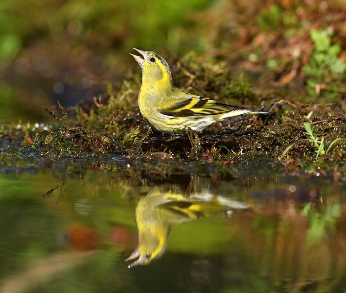 Sijs by Ruud Scherpenisse