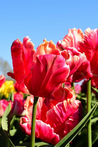 Allemaal Rode tulpen van Gerard de Zwaan