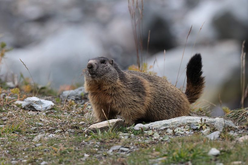 Marmot in Cervinia Wildlife Aostadal Italië van Frank Fichtmüller
