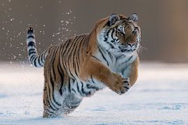Tiger runs through snow by HB Photography