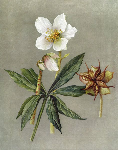 Helleborus Niger by Claudia Gründler