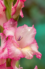 Fleur de glaïeul rose parsemée de gouttes de pluie – Art macro vertical sur Milcho Milev
