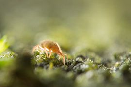 Invasion der Aliens von Margriet Louwen